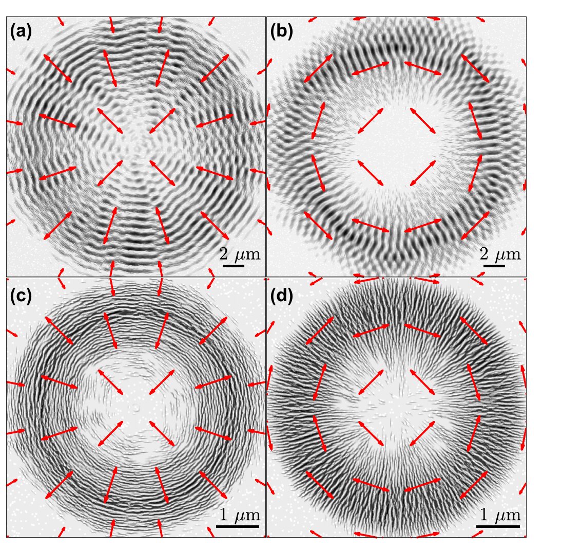 Simulated topographies for radially and azimuthally polarized beams
